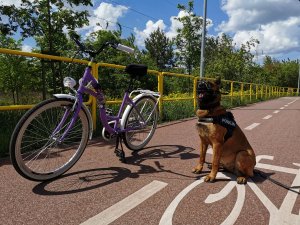 Zabezpiecz rower przed kradzieżą – nie pozostawiaj go bez nadzoru!