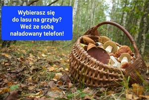 Wybierasz się na grzyby? Przeczytaj i dowiedz się, co zrobić, by nie zgubić się w lesie