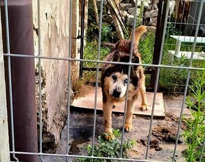 70-latek znęcał się nad czworonożnym przyjacielem