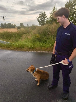 ZAGUBIONY PIES URATOWANY PRZEZ JAWORSKICH POLICJANTÓW