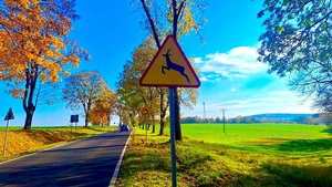 JESIENIĄ UWAŻAJMY NA DZIKIE ZWIERZĘTA NA DRODZE!