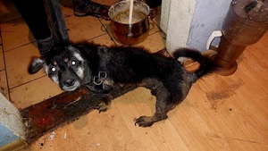 Cierpienie za zamkniętymi drzwiami. Pies odebrany, 38-latka z zarzutem znęcania się