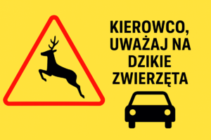 Kierowco, uważaj na dzikie zwierzęta!