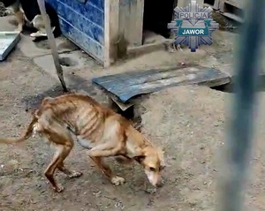 Rażące zaniedbanie wobec zwierzęcia. Policjanci odebrali skrajnie wygłodzonego psa