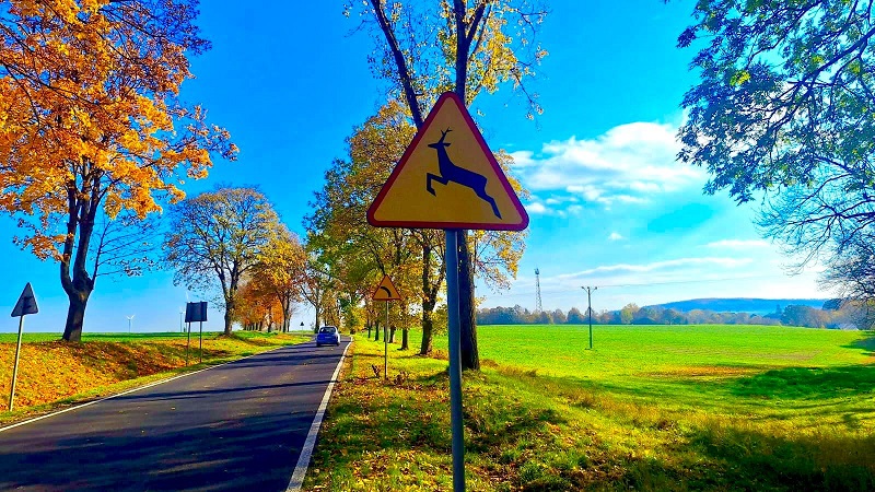 Zwiększone ryzyko kolizji z dzikimi zwierzętami w jesieni